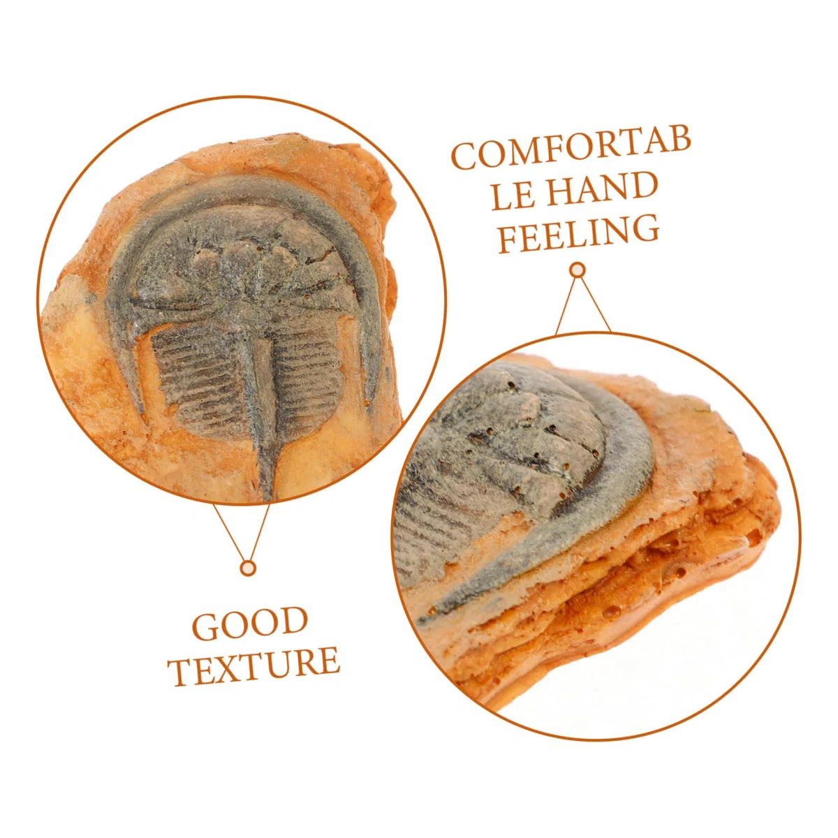 Healvian Fossiles d'insectes - Fossiles scientifiques - Fossiles d'insectes - Insectes paléontologiques - Science des insectes - Échantillon de reptiles - Lion à crinière - Décoration en résine