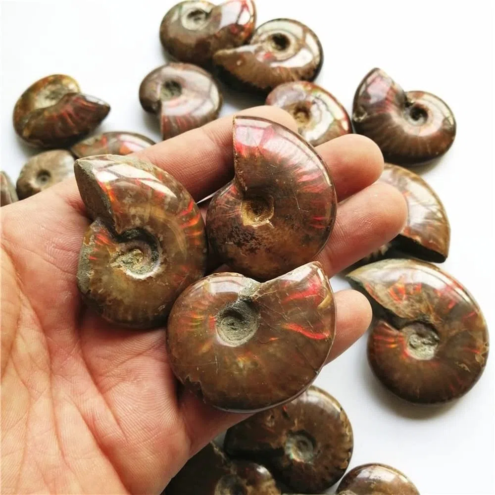 Madagascar Natural Iridescent Ammonite Ammolite Facet Spécime Mineral Stone Conch Paléontologique Snail Fossile Collectibles (Taille : 40-50mm)