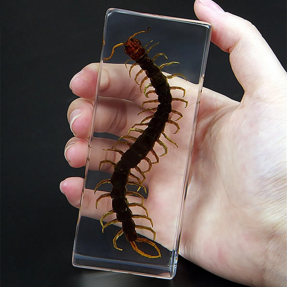 DRXRD Véritable Insecte Taxidermie, Spécimen d’Insecte en Résine, Ornement d’Insecte Vivant Ambre Transparent, pour la Collection, Presse-papiers et Décoration Intérieure Centipede