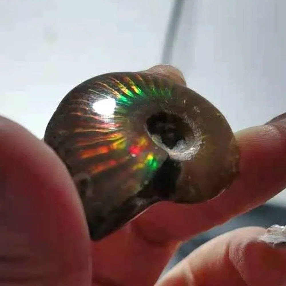 Madagascar Natural Iridescent Ammonite Ammolite Facet Spécime Mineral Stone Conch Paléontologique Snail Fossile Collectibles (Taille : 40-50mm)