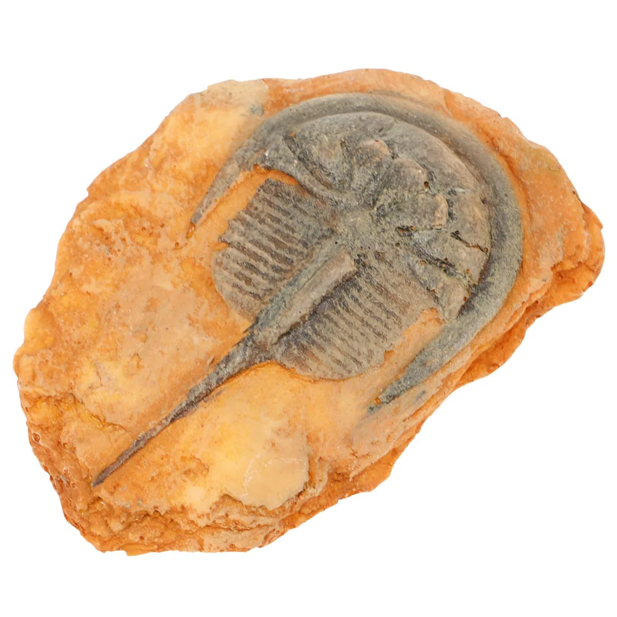 Healvian Fossiles d'insectes - Fossiles scientifiques - Fossiles d'insectes - Insectes paléontologiques - Science des insectes - Échantillon de reptiles - Lion à crinière - Décoration en résine