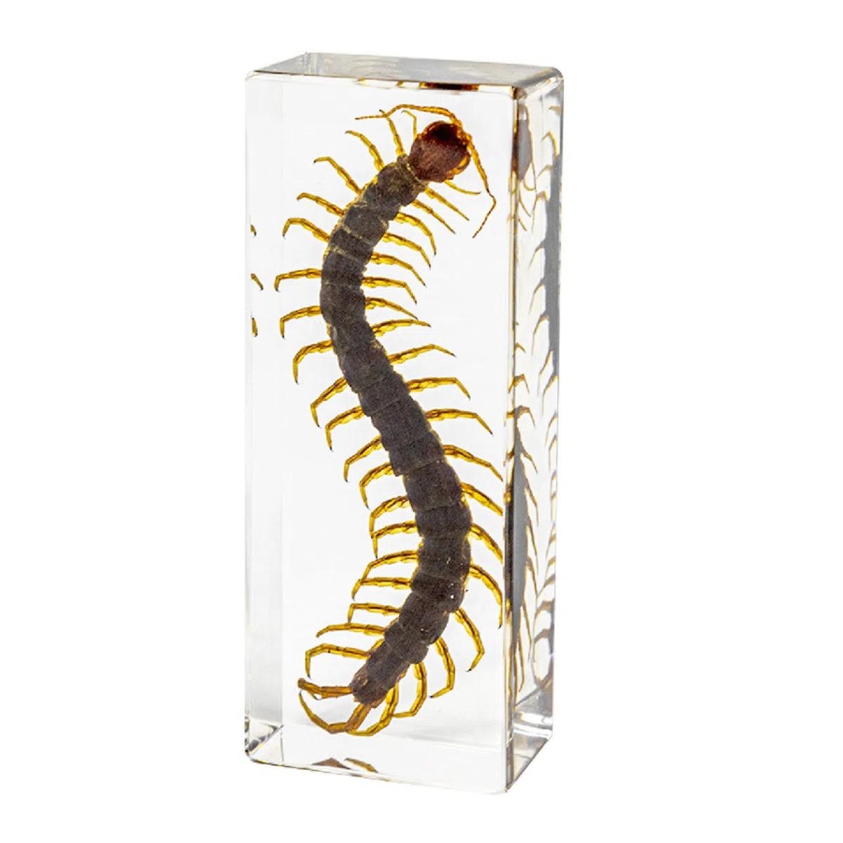 DRXRD Véritable Insecte Taxidermie, Spécimen d’Insecte en Résine, Ornement d’Insecte Vivant Ambre Transparent, pour la Collection, Presse-papiers et Décoration Intérieure Centipede