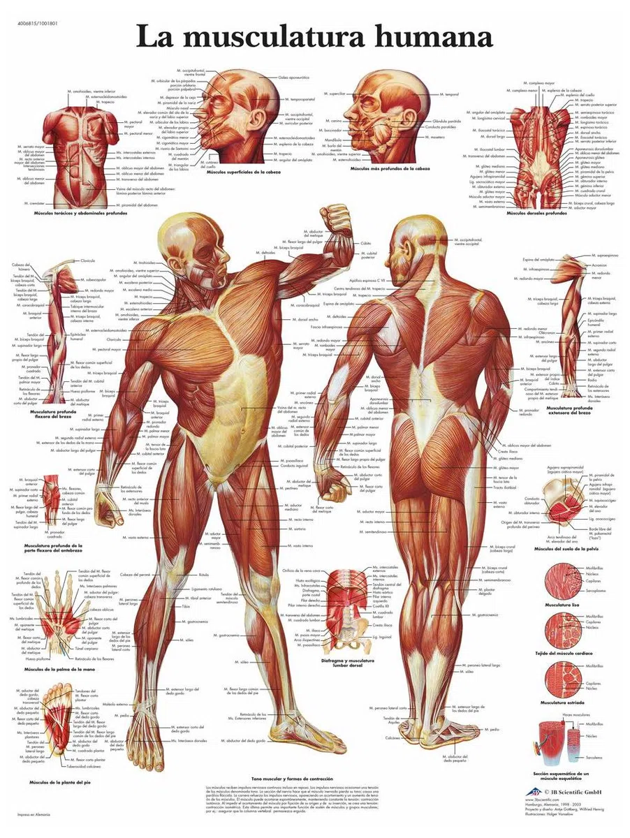 3B Scientific Affiche anatomique du système musculaire humain en espagnol, tableau des muscles pour médecine, soins infirmiers et kinésithérapie