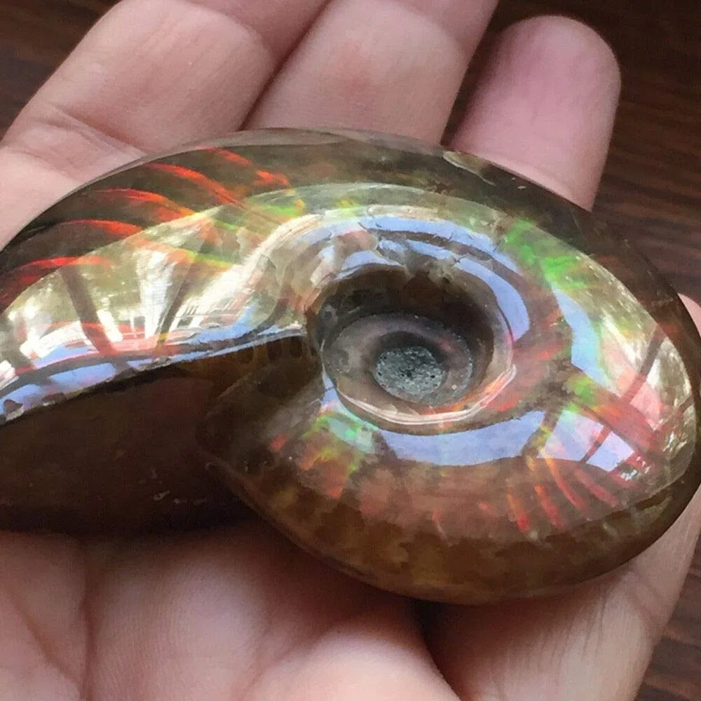Madagascar Natural Iridescent Ammonite Ammolite Facet Spécime Mineral Stone Conch Paléontologique Snail Fossile Collectibles (Taille : 40-50mm)