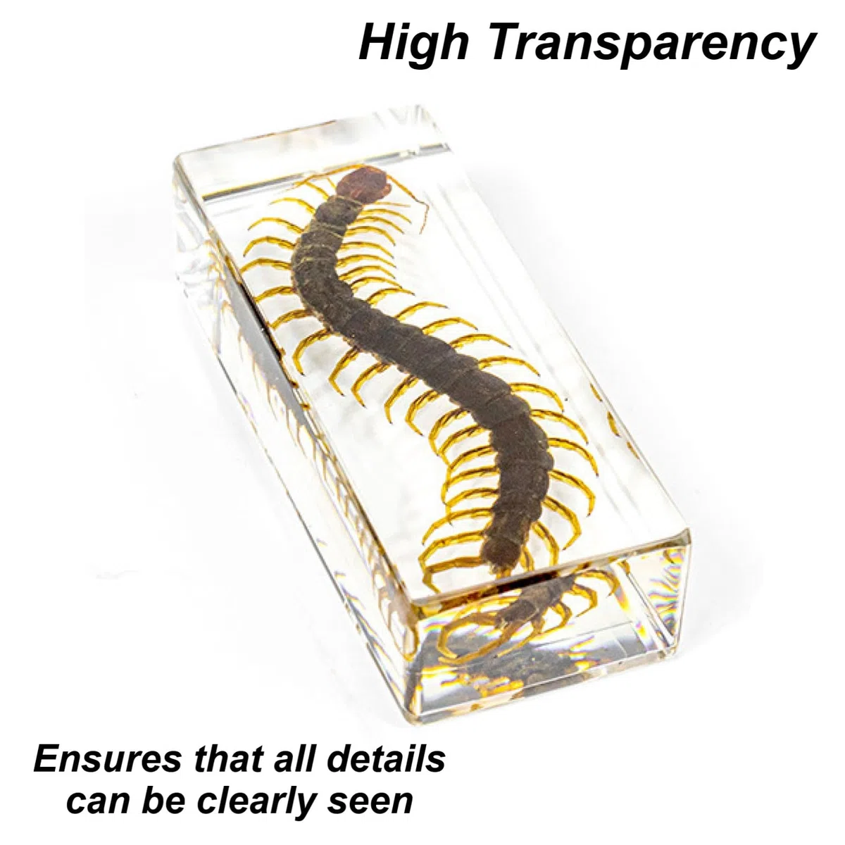 DRXRD Véritable Insecte Taxidermie, Spécimen d’Insecte en Résine, Ornement d’Insecte Vivant Ambre Transparent, pour la Collection, Presse-papiers et Décoration Intérieure Centipede
