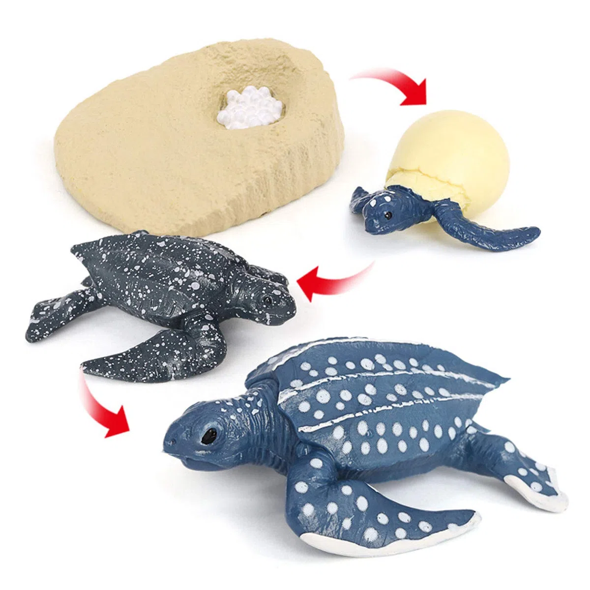Srliya Modèle Animal de Simulation, Vie Marine, Cycle de Vie, Modèle Cognitif, Jouet Scientifique pour Enfants (2425-Cycle de Croissance de la Tortue Luth)