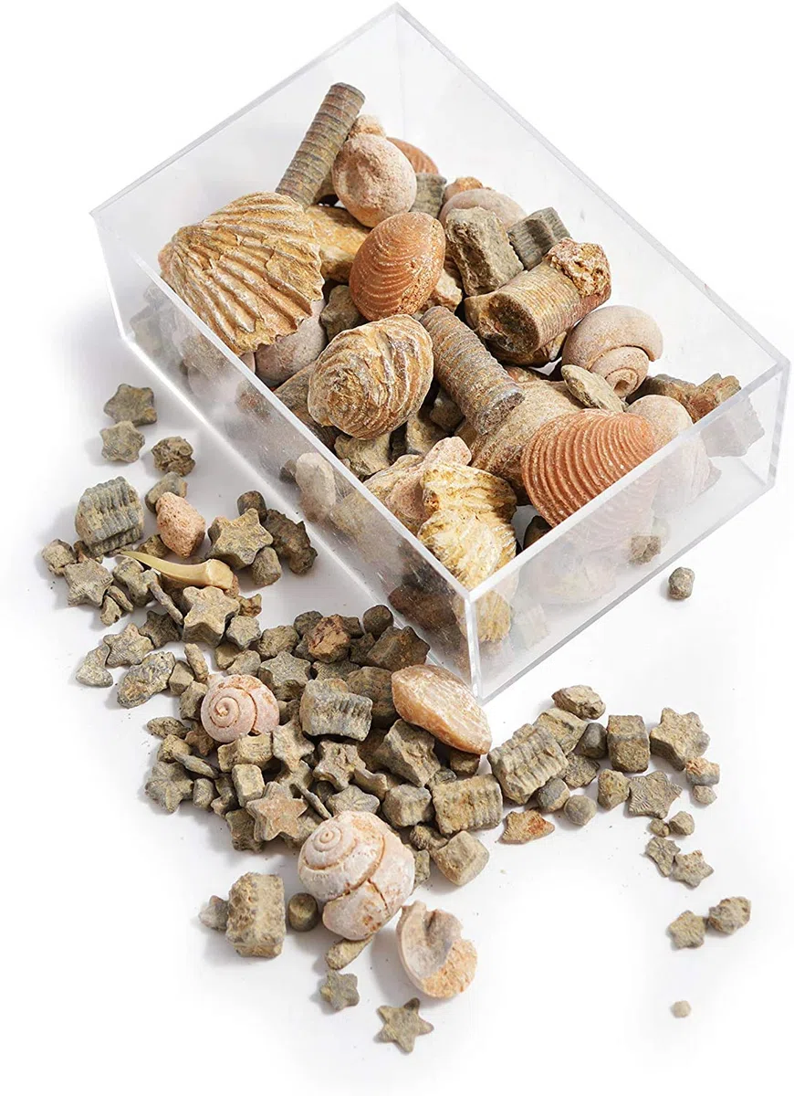 Namvo Coffret Fossil et Rock pour école éducation, géologique, décoration de la Maison, Cadeau pour Enfants