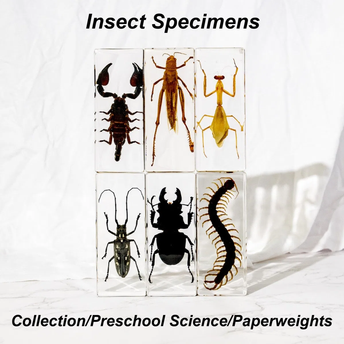 DRXRD Véritable Insecte Taxidermie, Spécimen d’Insecte en Résine, Ornement d’Insecte Vivant Ambre Transparent, pour la Collection, Presse-papiers et Décoration Intérieure Centipede