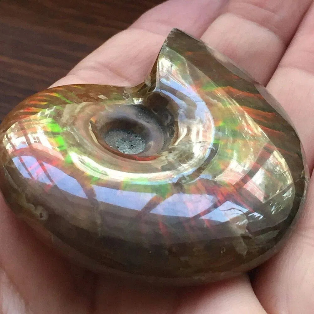 Madagascar Natural Iridescent Ammonite Ammolite Facet Spécime Mineral Stone Conch Paléontologique Snail Fossile Collectibles (Taille : 40-50mm)