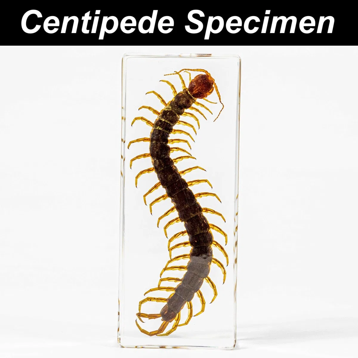 DRXRD Véritable Insecte Taxidermie, Spécimen d’Insecte en Résine, Ornement d’Insecte Vivant Ambre Transparent, pour la Collection, Presse-papiers et Décoration Intérieure Centipede