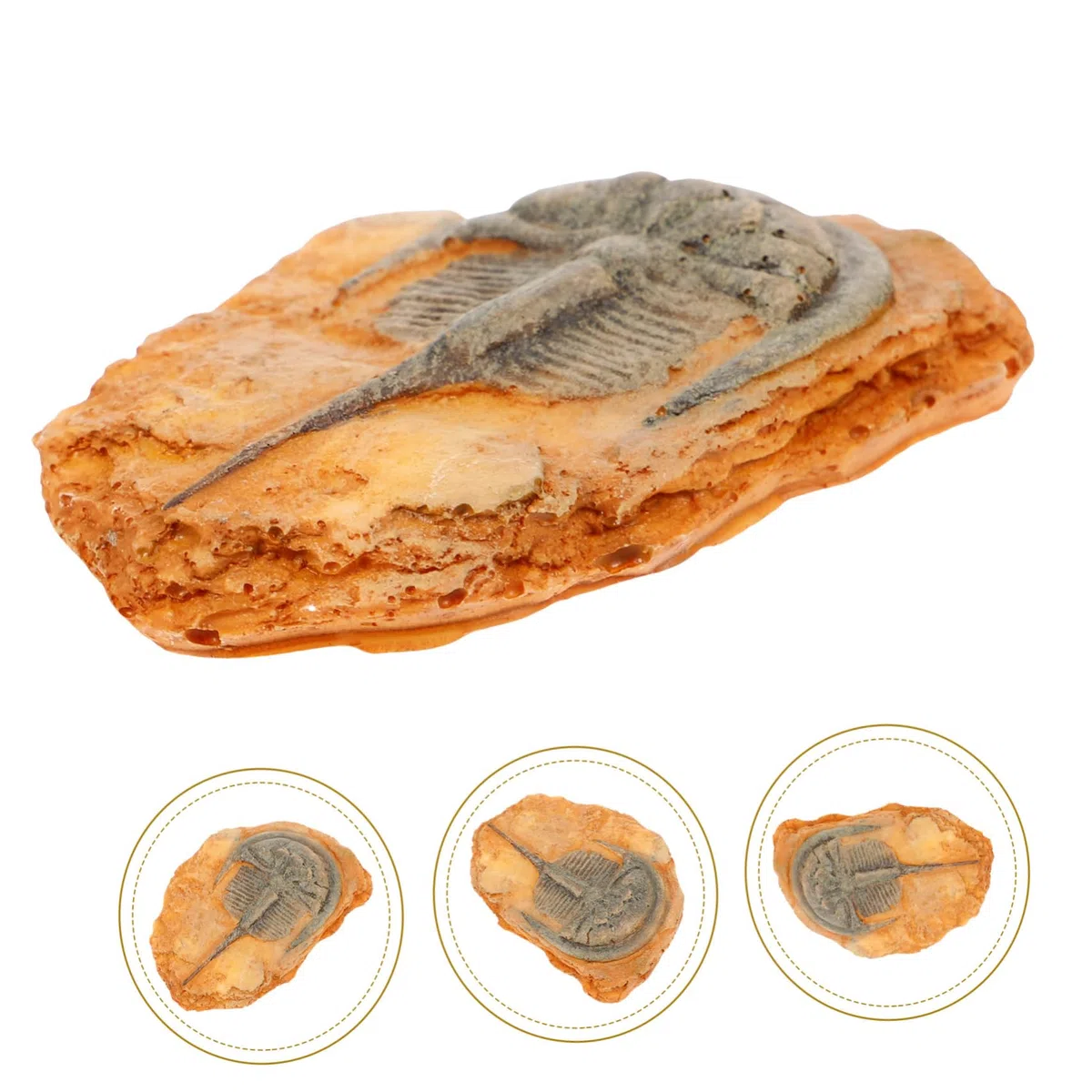 Healvian Fossiles d'insectes - Fossiles scientifiques - Fossiles d'insectes - Insectes paléontologiques - Science des insectes - Échantillon de reptiles - Lion à crinière - Décoration en résine